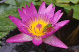 RubyWaterLily
