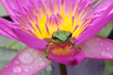 RubyWaterLily