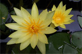 SLGWaterLily
