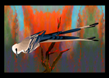 ScissorTailed Flycatcher 2