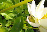 SnowFlake Lotus