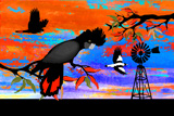 Southern Cross Firetails