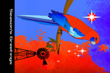 Southern Cross Rosella 2
