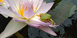 Waterlily photo contest entry Southern Son Waterlily.