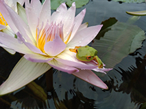 Southern Son Waterlily.