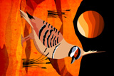 SpinifexPidgeon8