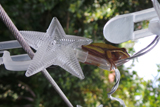StarLightFrog