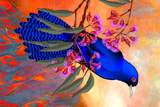 StormBird 10