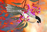StormBird 13