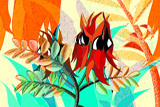 SturtsDesertPea4