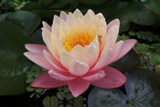 MangkalaUbolWaterLily