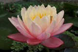 MangkalaUbolWaterLily
