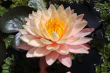 MangkalaUbolWaterLily