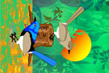 SuperbFairyWrens