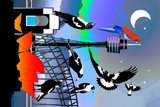 Sydney Magpies