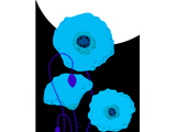 TallPoppyBlue