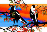 The Singing Magpie 2B