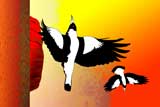 UluruMagpies