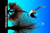 Variegated Fairy Wren GrassTree 5