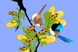 Variegated Fairy Wrens