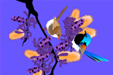 Variegated Fairy Wrens 2