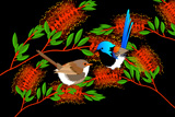 Variegated Fairy Wrens BottleBrush
