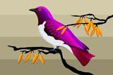 VioletBackedStarling