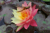 WanvisaWaterLily