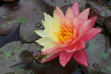 WanvisaWaterLily