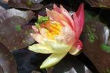 WanvisaWaterLily
