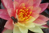 WanvisaWaterLily
