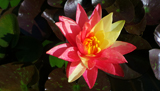 WanvisaWaterLily