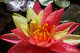 WanvisaWaterLily