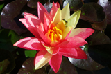 WanvisaWaterLily
