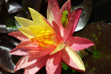 WanvisaWaterLily