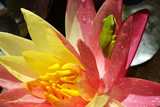 WanvisaWaterLily
