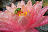 WanvisaWaterLily