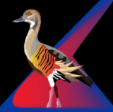 Whistling Duck.