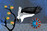 White Breasted SeaEagle