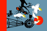 Windmill White Cockys 2