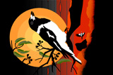 Wollumbin ButcherBird