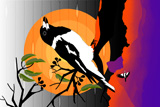 Wollumbin ButcherBird 4