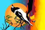 Wollumbin ButcherBird 9
