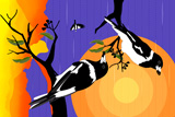 Wollumbin ButcherBirds 2