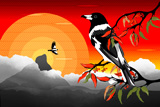 Wollumbin Pied ButcherBird