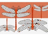Lots-O-Dragonflies